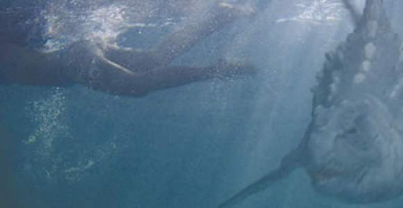 Dinoshark